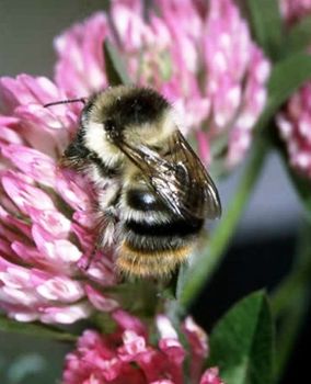 Shrill Carder Bee