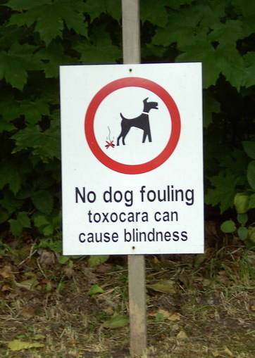 Toxocaeria sign