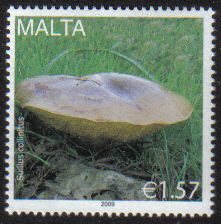 Malta Stamps SG 1614 2009 1.57c Fungi - MINT
