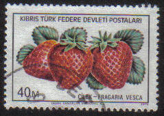 North Cyprus Stamps SG 031 1976 40m - USED (g097)