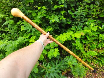 Hazel walking stick from Ireland AL36