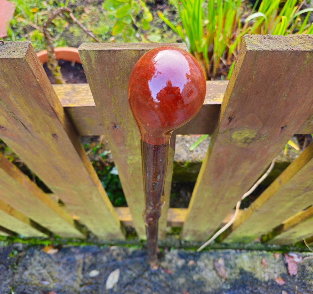 HOLLY WALKING STICKS