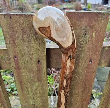 IRISH HOLLY WALKING STICK LF41