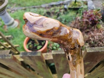 IRISH HOLLY WALKING STICK WITH A ROOTBALL HNDL3 LF43