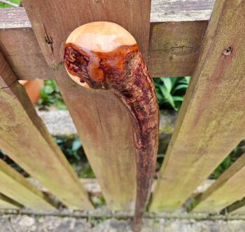 35 INCH IRISH BLACKTHORN WALKING STICK A BEAUTIFUL STICK 496LF