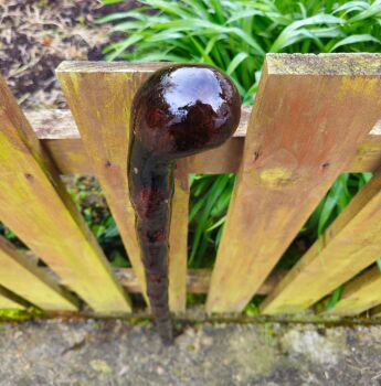 A VERY RARE IMPRESSIVE IRISH BLACKTHORN WALKING STICK 511EW
