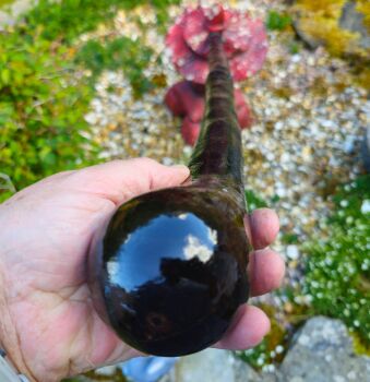 GENUINE HEAVY IRISH BLACKTHORN WALKING STICK 515EW