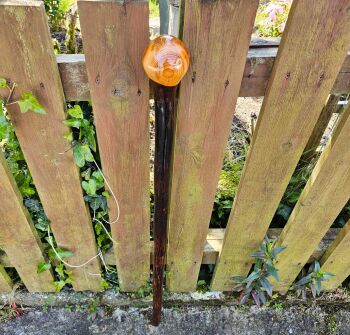 A RARE IRISH OAK WALKING STICK WITH AN IRISH YEW HANDLE 524AL