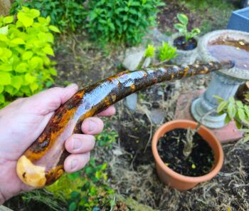 HEAVY RUSTIC IRISH BLACKTHORN WALKING STICK 531EW