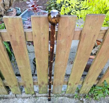 IRISH SILVER BIRCH WALKING STICK WITH AN IRISH ASH HANDLE AND AN OLD IRISH COIN 537EW