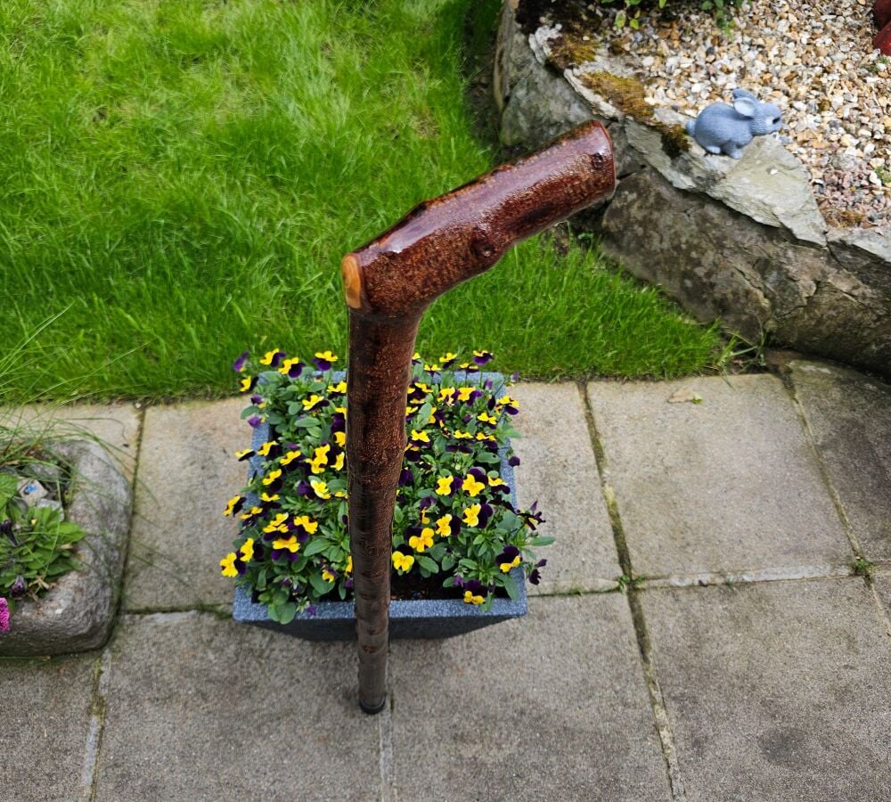 A beautiful heavy Irish blackthorn walking stick 566if