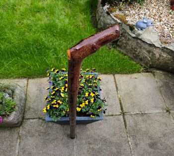 A beautiful heavy Irish blackthorn walking stick  566if