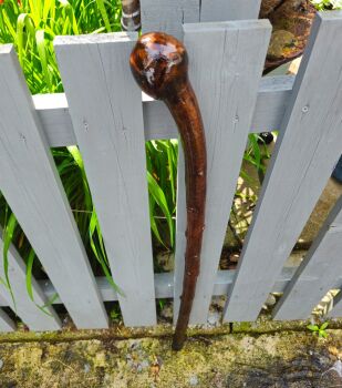 A STRONG STOUT IRISH BLACKTHORN WALKING STICK 581EW