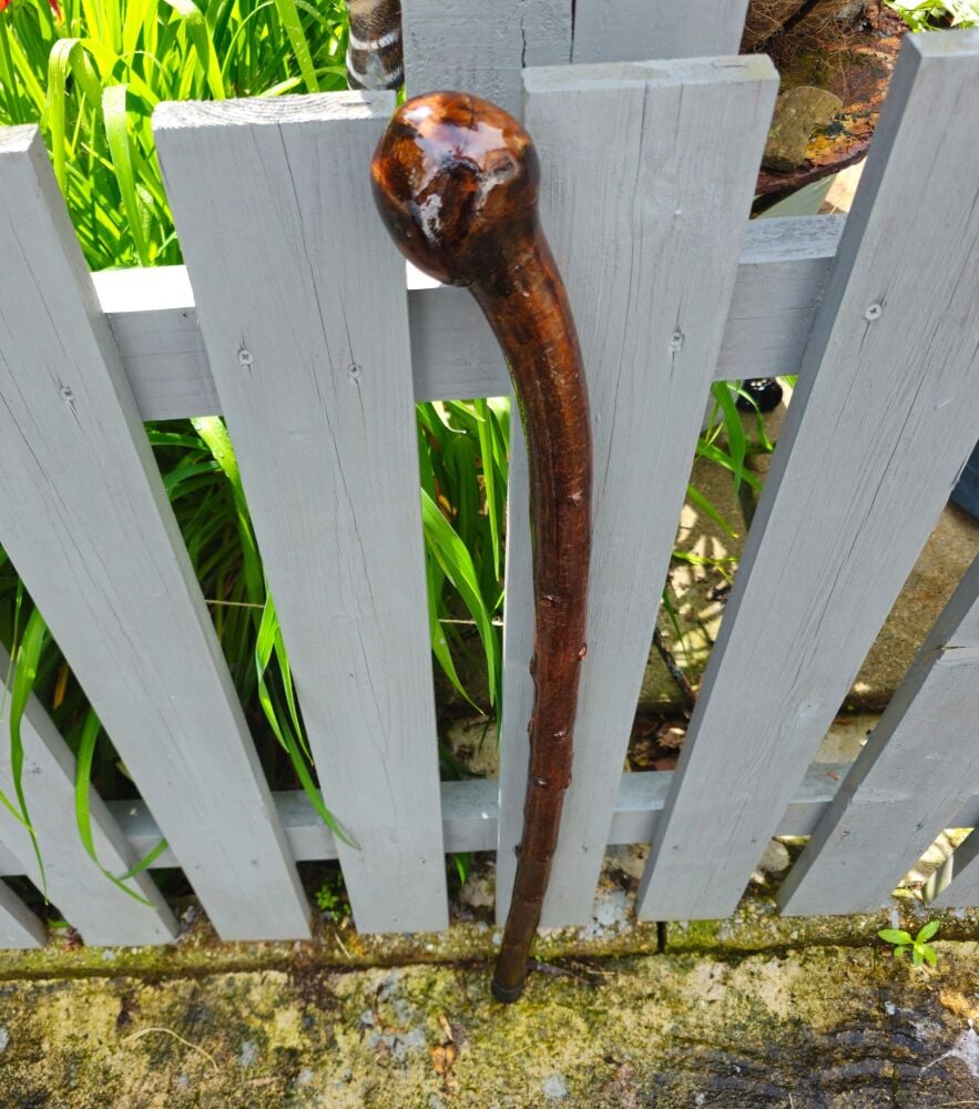 A STRONG STOUT IRISH BLACKTHORN WALKING STICK 581EW