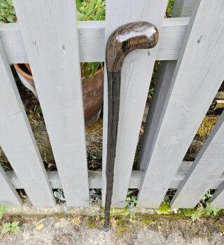 A VERY RARE IRISH BLACKTHORN WITH A 5000 YEAR OLD IRISH BOG OAK HANDLE 717EW