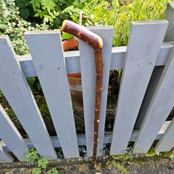 40 INCH LONG IRISH BLACKTHORN WALKING STICK 720EW