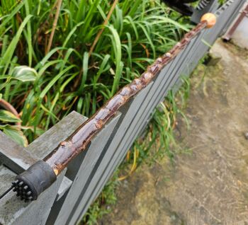 IRISH BLACKTHORN WALKING STICK WITH A BEECH HANDLE AND AN OLD IRISH EMBEDDED COIN 725EW