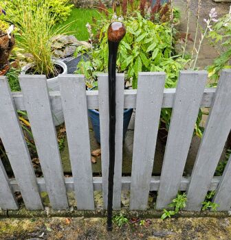 EXTRA LONG IRISH BLACKTHORN WALKING/HIKING STICK 45 INCHES LONG 727EW