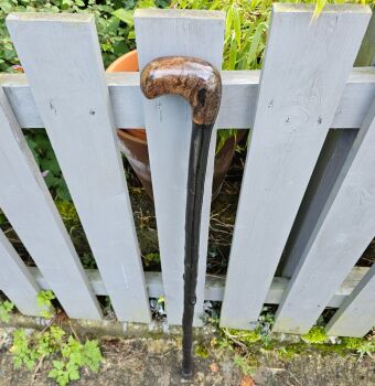 A RARE IRISH BLACKTHORN WALKING STICK WITH A 5000 YEAR OLD BOG OAK HANDLE 728EW