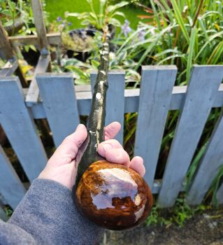 A STUNNING IRISH CLASSIC BLACKTHORN WALKING STICK 741AL