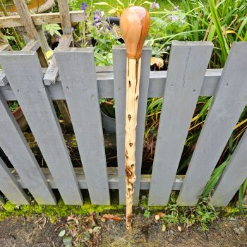 IRISH GORSE WALKING STICK WITH A CHILEAN BEECH HANDLE WITH BLACKTHORN SPACER AL