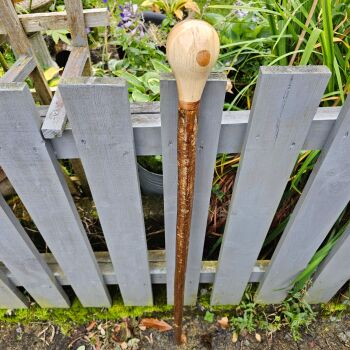 IRISH HAZEL WALKING STICK WITH AN IRISH OAK HANDLE WITH A BLACKTHORN SPACER 573AL