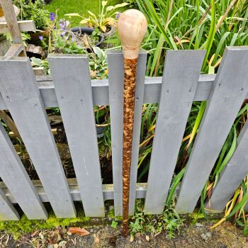MOTTELED IRISH HAZEL WALKING STICK WITH A SYCAMORE HANDLE AND BLACKTHORN SPACER 574AL