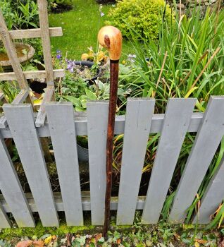 IRISH BLACKTHORN WALKING STICK WITH AN IRISH CRAB APPLE HANDLE AND AN IRISH BOG OAK SPACER 575EW