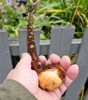 IRISH BLACKTHORN WALKING STICK 580EW