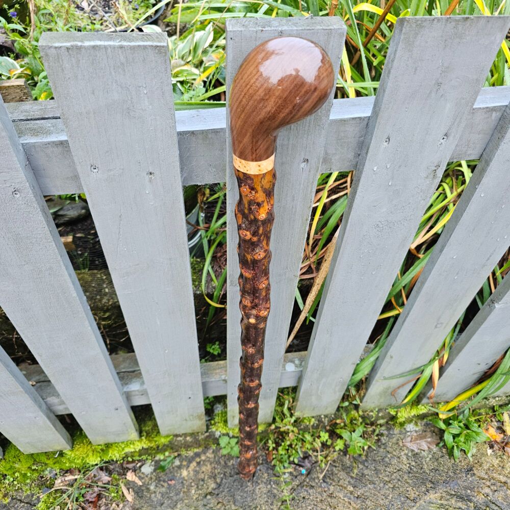 Rare heavy Irish blackthorn walking stick with a black walnut handle and an
