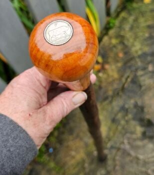 41 INCH IRISH BLACKTHORN WALKING STICK WITH HARDWOOD HANDLE WITH AN OLD IRISH COIN EMBEDDED IN IT 587EW