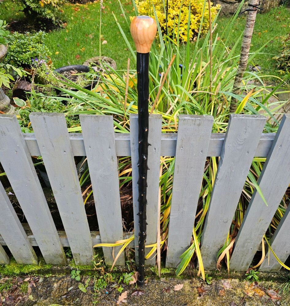 A THORNY IRISH BLACKTHORN HIKING STICK WITH AN OLD IRISH COIN EMBEDDED IN T