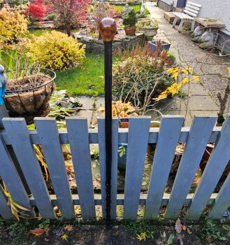 52 INCH IRISH BLACKTHORN HIKING STICK WITH A BEECH WOOD HANDLE 595EW