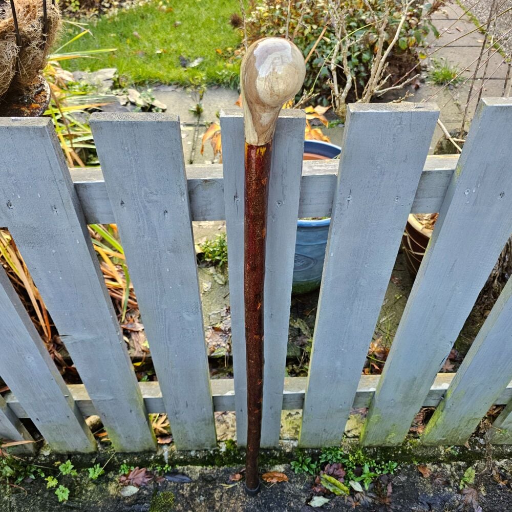 Irish blackthorn walking stick with an Irish spalted beech handle  597ew
