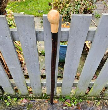 IRISH BLACKTHORN WALKING STICK WITH AN IRISH HOLLY HANDLE598ew