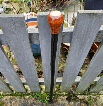 A RARE IRISH BLACKTHORN WALKING STICK WITH AN OLD IRISH PUNT COIN EMBEDDED IN THE HANDLE 607EW