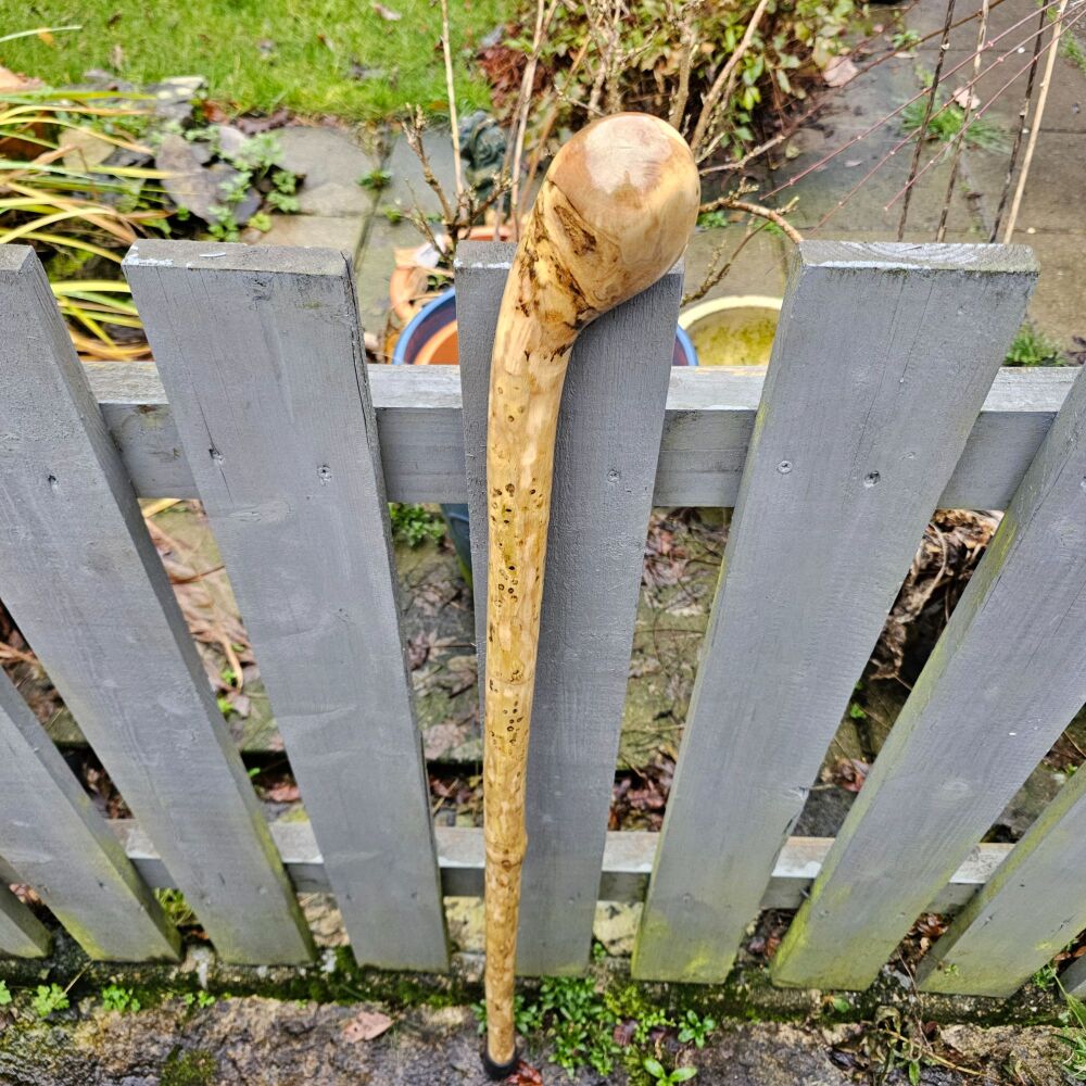 IRISH HOLLY WALKING STICK 40 INCHES LONG 700EW