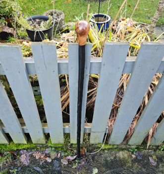 IRISH BLACKTHORN WALKING STICK WITH A BURL ELM HANDLE 703ew