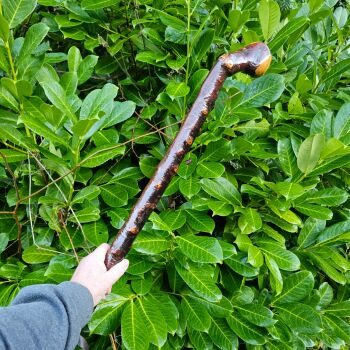A MASSIVE IRISH BLACKTHORN CUDGEL 32 INCHES LONG 712EW