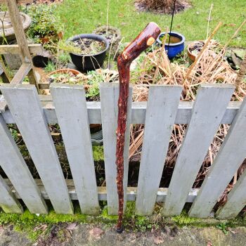 IRISH BLACKTHORN WALKING/HIKING STICK FULL OF KNUCKLES 715EW