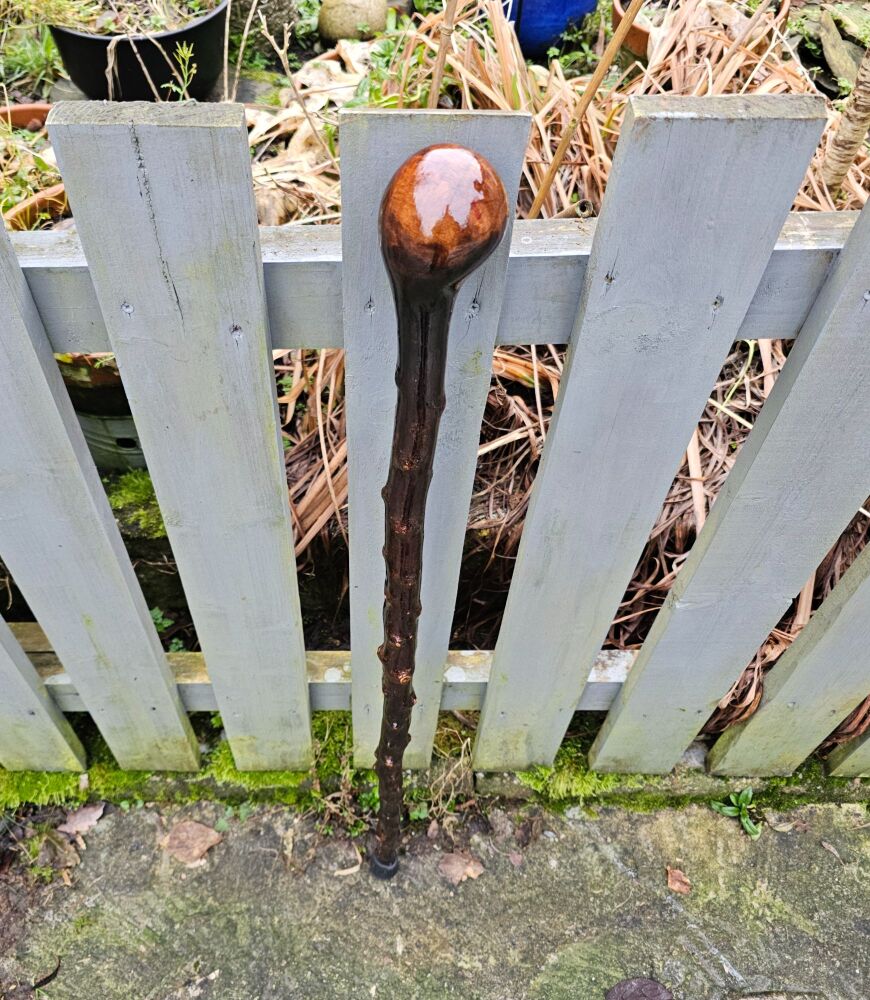 IRISH BLACKTHORN WALKING STICK 38 inches 716al