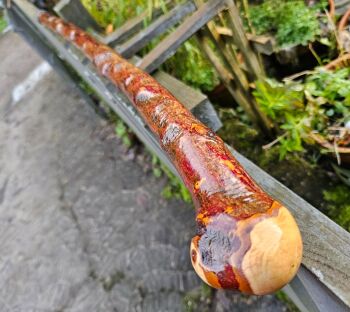 IRISH BLACKTHORN WALKING STICK 722ew