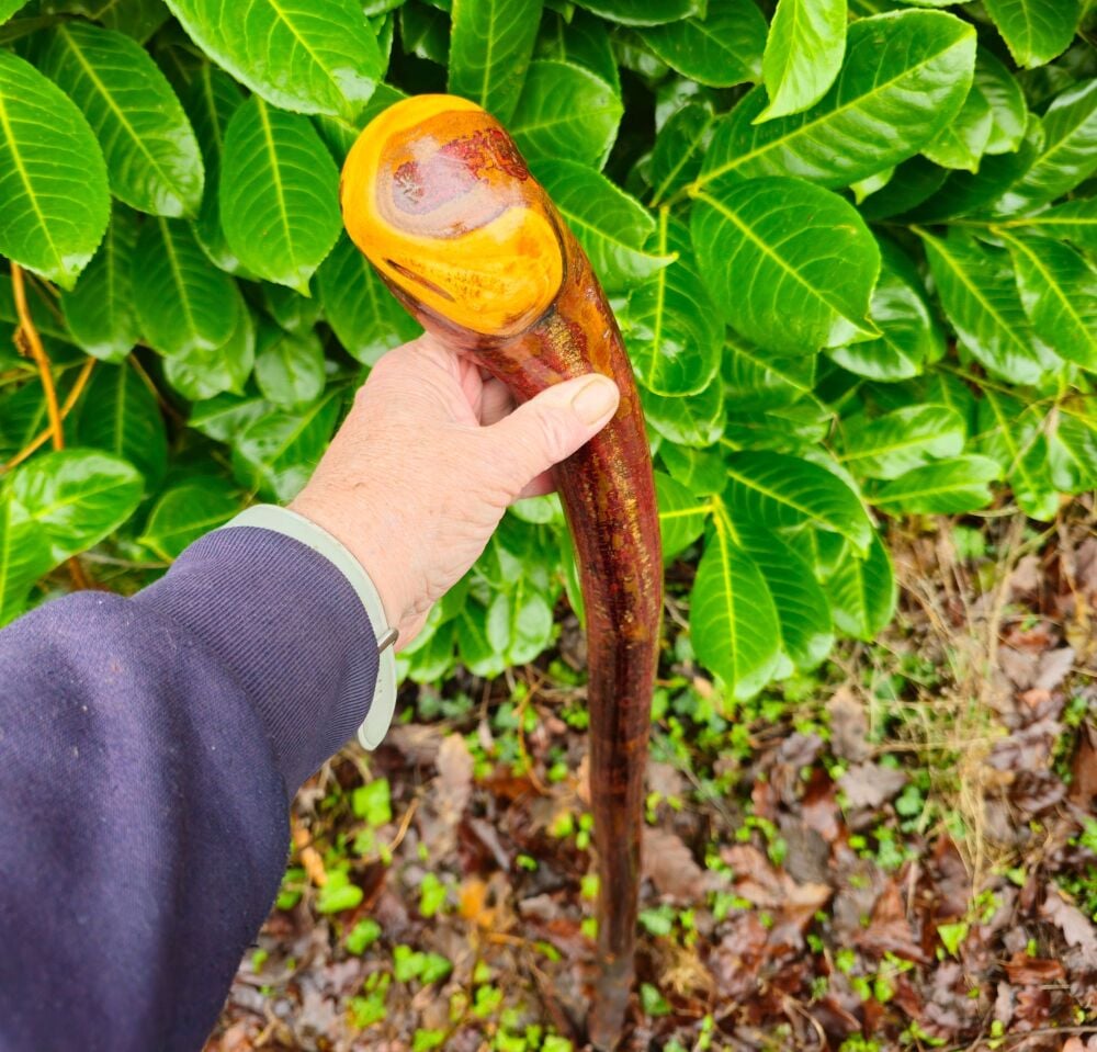 45 INCH IRISH BLACKTHORN HIKING STICK 1.1kg 725ew