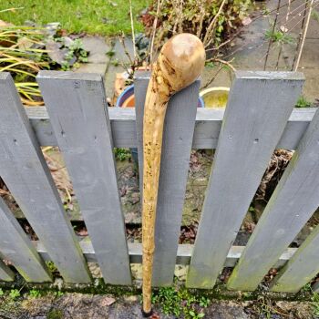 IRISH HOLLY WALKING STICK