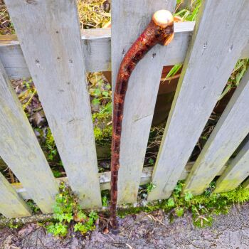 IRISH BLACKTHORN WALKING STICK 734ew