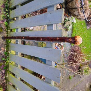 IRISH BLACKTHORN WALKING STICK 38 inches long