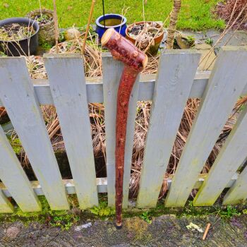 HEAVY IRISH BLACKTHORN WALKING STICk 735alK
