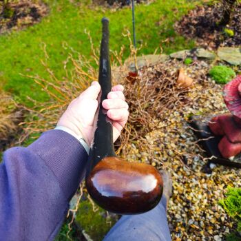 IRISH BLACKTHORN WALKING STICK 736al