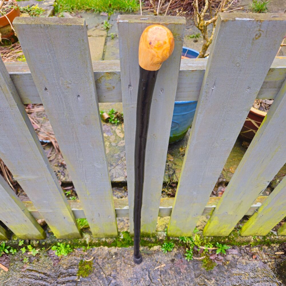 IRISH BLACKTHORN WALKING STICK 751ew