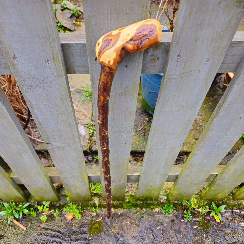 IRISH BLACKTHORN WALKING STICK 761ew